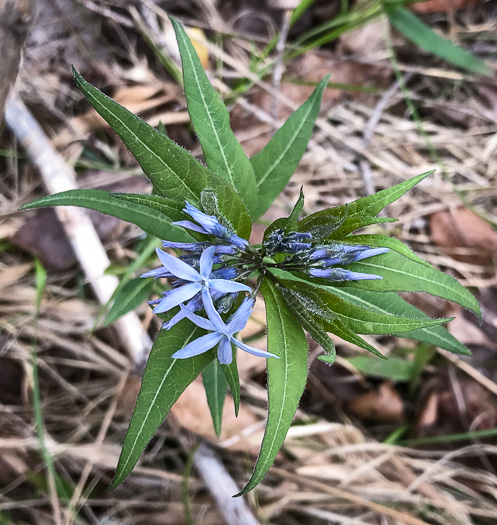 image of Amsonia tabernaemontana, Eastern Bluestar, Blue Dogbane, Wideleaf Bluestar