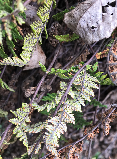 image of Myriopteris tomentosa, Woolly Lipfern