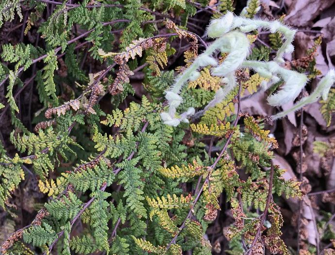 image of Myriopteris tomentosa, Woolly Lipfern