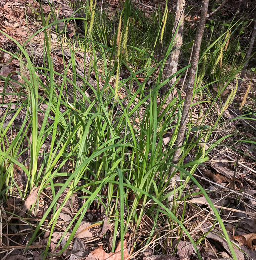 image of Carex gynandra, Mountain Fringed Sedge, Nodding Sedge