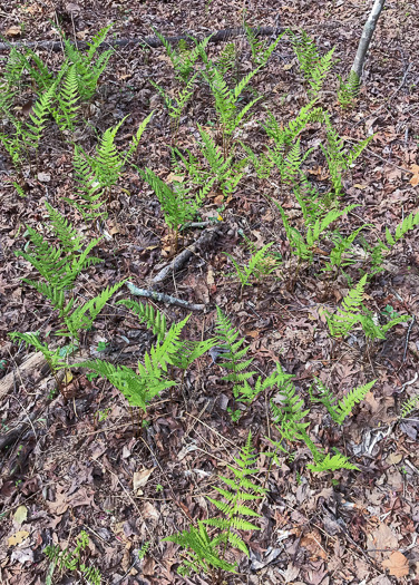 image of Athyrium asplenioides, Southern Lady Fern