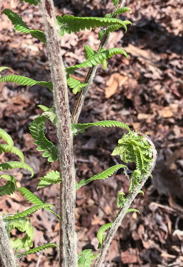 image of Osmundastrum cinnamomeum, Cinnamon Fern