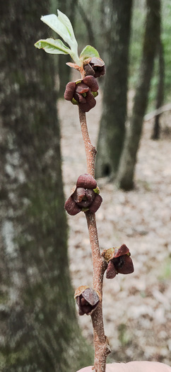 image of Asimina parviflora, Small-flowered Pawpaw, Small-fruited Pawpaw, Dwarf Pawpaw