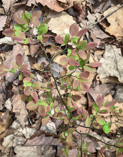 image of Vaccinium pallidum, Hillside Blueberry, Dryland Blueberry, Upland Low Blueberry, Lowbush Blueberry