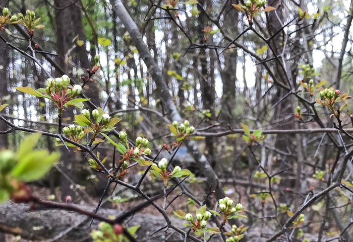 image of Crataegus intricata var. rubella, Little Red Hawthorn