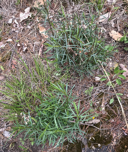 image of Sericocarpus linifolius, Narrowleaf Whitetop Aster, Slender Whitetop Aster