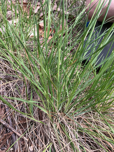 image of Danthonia epilis, Bog Oatgrass