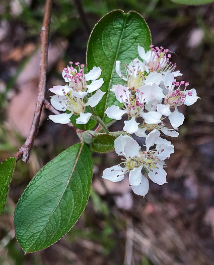 image of Aronia arbutifolia, Red Chokeberry