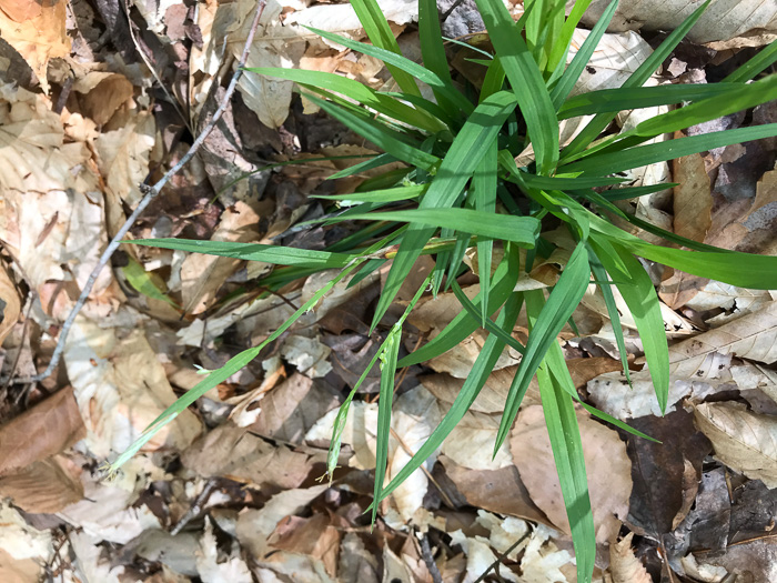 image of Carex laxiflora, Broad Loose-flowered Sedge