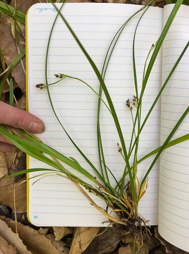 image of Carex pedunculata var. pedunculata, Longstalk Sedge, Pedunculate Sedge