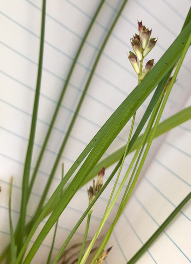 image of Carex pedunculata var. pedunculata, Longstalk Sedge, Pedunculate Sedge