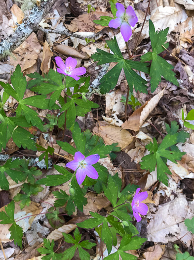 image of Geranium maculatum, Wild Geranium