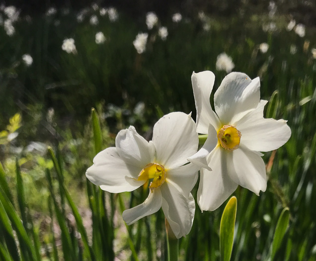 image of Narcissus ×medioluteus, Two-flower Narcissus, Twin-sisters, Primrose-peerless