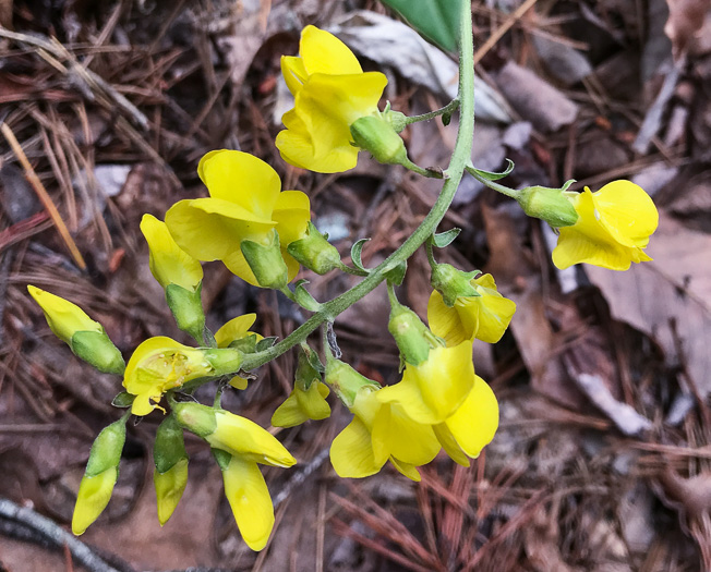 Thermopsis mollis, Appalachian Golden-banner, Allegheny Mountain Golden-banner, Bush Pea