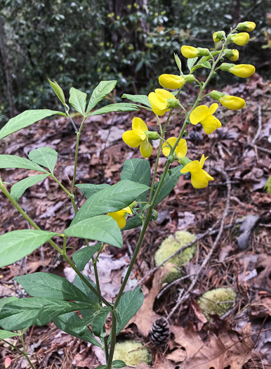 image of Thermopsis mollis, Appalachian Golden-banner, Allegheny Mountain Golden-banner, Bush Pea