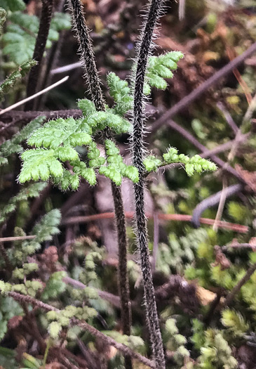 image of Myriopteris lanosa, Hairy Lipfern