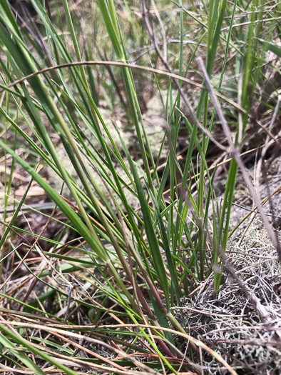 image of Danthonia epilis, Bog Oatgrass