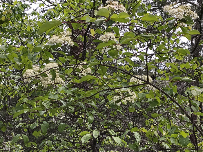 image of Viburnum rufidulum, Rusty Blackhaw, Blue Haw, Southern Blackhaw, Rusty Haw