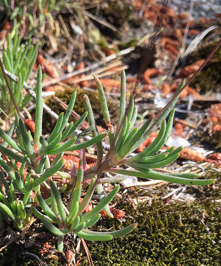 image of Phemeranthus teretifolius, Appalachian Fameflower, Appalachian Rock-pink, Rock Portulaca, Quill Fameflower