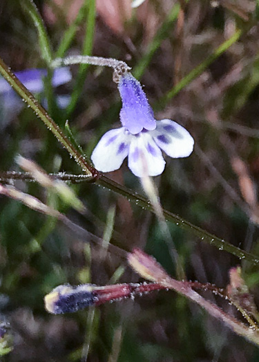 image of Lindernia monticola, Flatrock Pimpernel, Riverbank Pimpernel, False Pimpernel, Piedmont Pimpernel