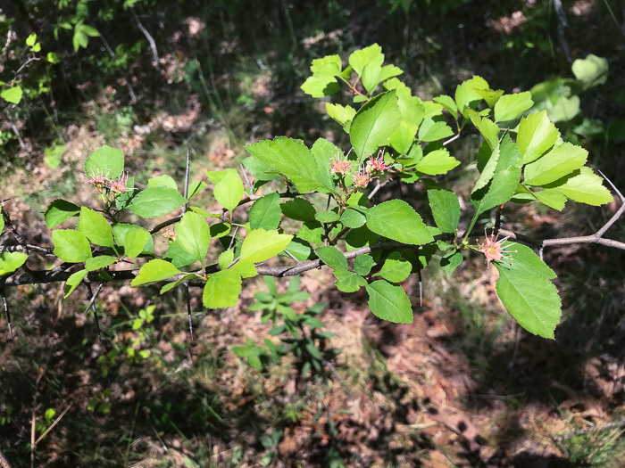 image of Crataegus aff. pinetorum, pineland hawthorn