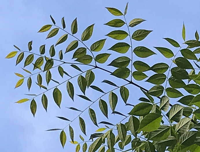 image of Gymnocladus dioicus, Kentucky Coffeetree, Kentucky Mahogany