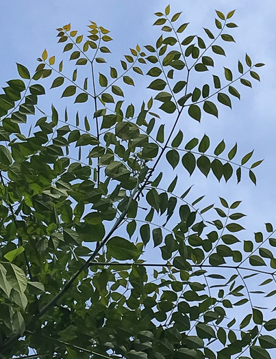 image of Gymnocladus dioicus, Kentucky Coffeetree, Kentucky Mahogany