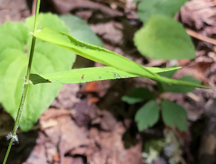 image of Dichanthelium microcarpon, Small-fruited Witchgrass