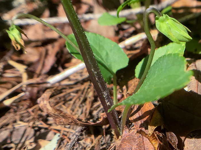 image of Viola sagittata, Arrowleaf Violet, Arrowhead Violet