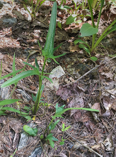 image of Viola emarginata var. 5, Sword-leaved Violet