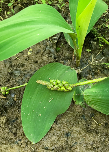 image of Orontium aquaticum, Golden Club, Never-wet, Bog Torches