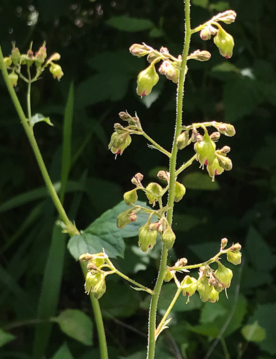 image of Heuchera pubescens, Marbled Alumroot, Downy Alumroot