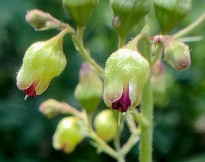 image of Heuchera pubescens, Marbled Alumroot, Downy Alumroot