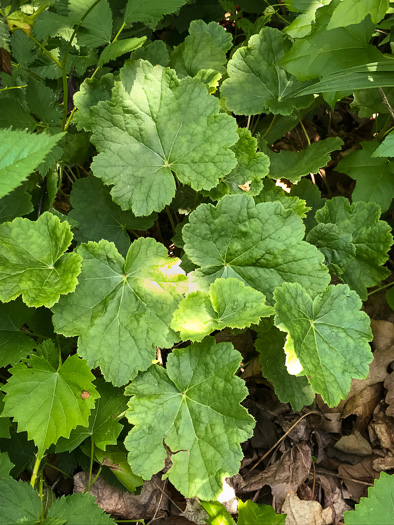 image of Heuchera pubescens, Marbled Alumroot, Downy Alumroot