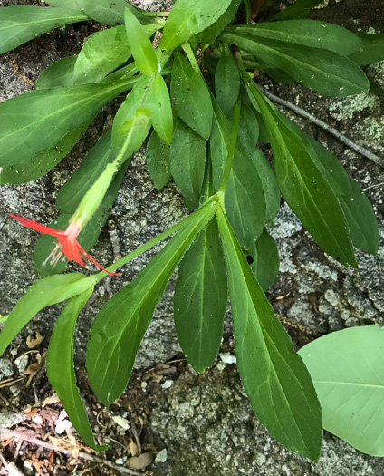 image of Silene virginica var. virginica, Fire-pink