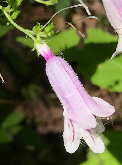 image of Penstemon smallii, Small's Beardtongue, Blue Ridge Beardtongue