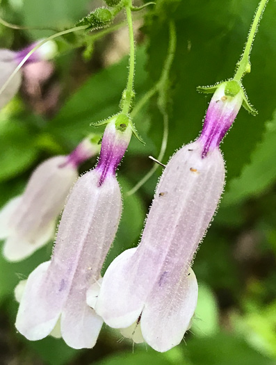 image of Penstemon smallii, Small's Beardtongue, Blue Ridge Beardtongue