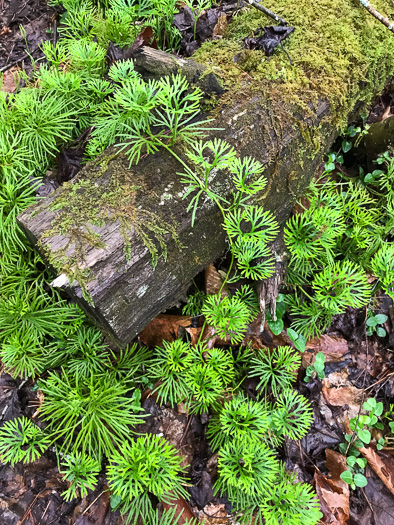 image of Diphasiastrum digitatum, Southern Ground-cedar, Common Running-cedar, Fan Ground-pine, Running Ground-pine