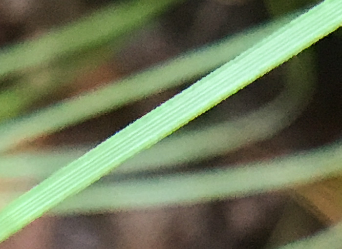 image of Xerophyllum asphodeloides, Eastern Turkeybeard, Beargrass, Mountain-asphodel