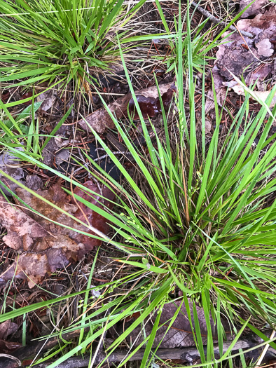 image of Dichanthelium depauperatum, Starved Witchgrass