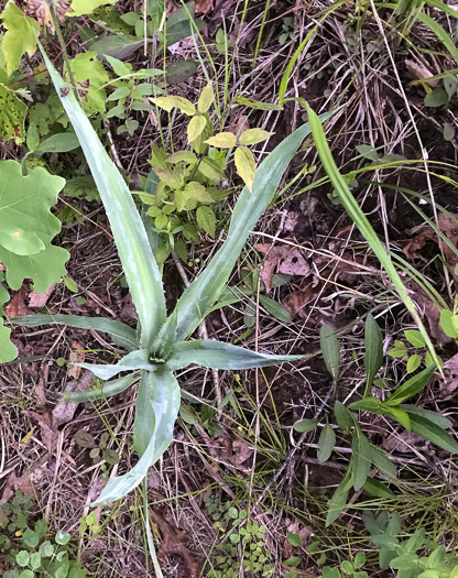 image of Eryngium yuccifolium var. yuccifolium, Northern Rattlesnake-master, Button Snakeroot