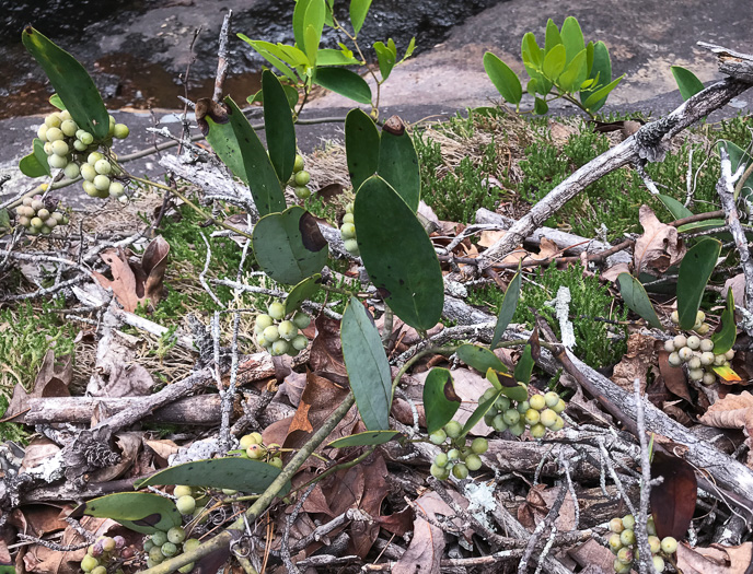 image of Smilax laurifolia, Bamboo-vine, Blaspheme-vine, Wild Bamboo, Laurel-leaf Greenbriar