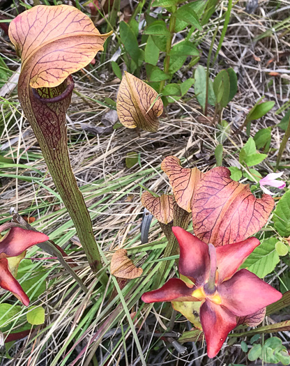 Sarracenia jonesii, Mountain Sweet Pitcherplant