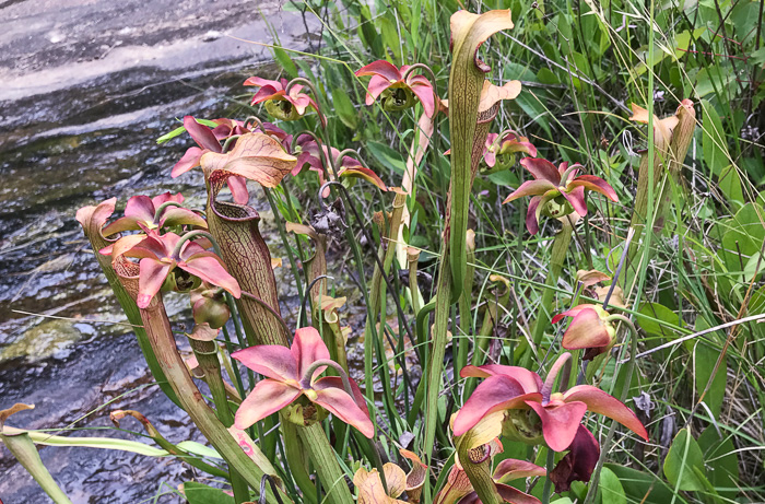 Sarracenia jonesii, Mountain Sweet Pitcherplant