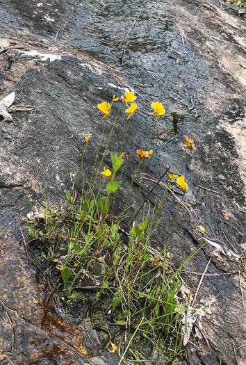 image of Utricularia cornuta, Horned Bladderwort