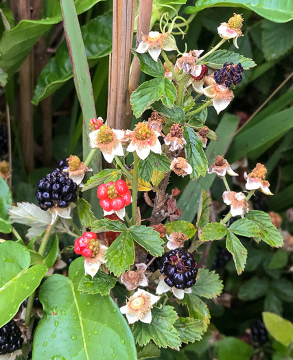 image of Rubus pascuus, Chesapeake Blackberry, Topsy Blackberry