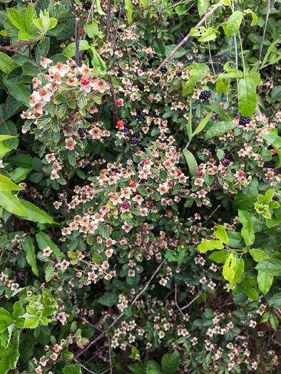 image of Rubus pascuus, Chesapeake Blackberry, Topsy Blackberry