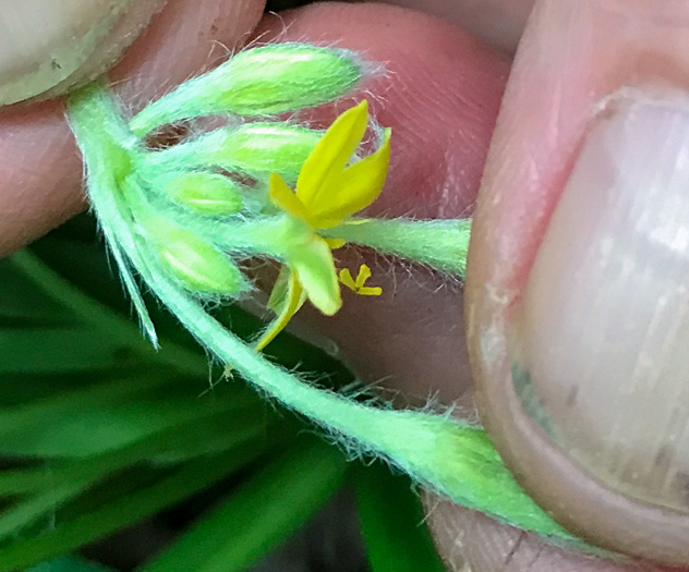 image of Hypoxis hirsuta, Yellow Stargrass, Hairy Yellow Stargrass, Common Stargrass, Upland Stargrass