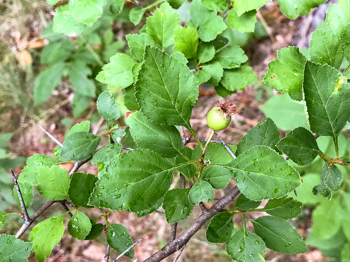 image of Crataegus aff. pinetorum, pineland hawthorn