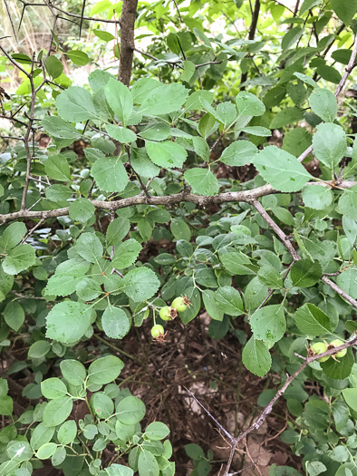 image of Crataegus visenda, Bristol Hawthorn